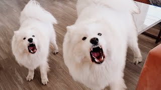 Samoyed Barking Compilation  Best of 2023