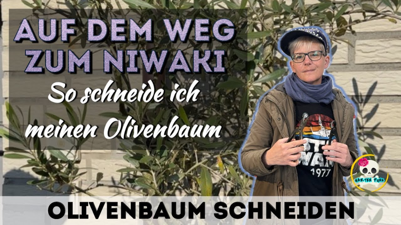 Olivenbaum schneiden | Zuknftiger NIWAKI | So schneide ich meinen  Olivenbaum