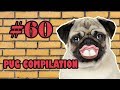 Pug Compilation 60 - Funny Dogs but only Pug Videos | Instapugs