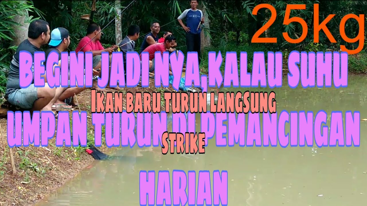 Mancing ikan mas harian/kilo gebrus,yang lain jadi penonton kalo suhu