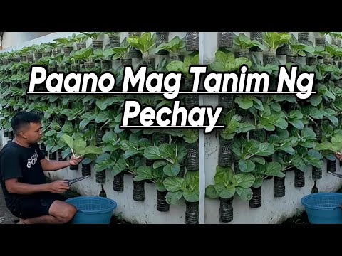 Video: Pagpili ng Zone 8 Vines Para sa Shade - Mga Tip sa Pagpapalaki ng Vines Sa Lilim