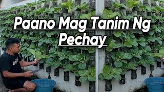 Paano Magtanim ng Pechay. Tutorial sa Pagtanim ng pechay.