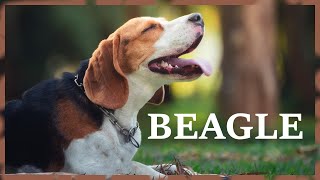Beagle barking in the city park. Loud english beagle dog sound.