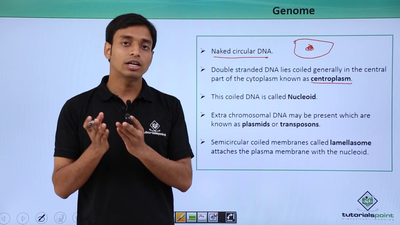 Class 11th – Cyanobacteria – Genome | Biological Classification | Tutorials Point