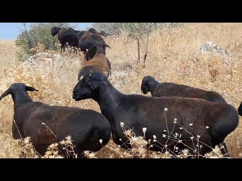 GISSAR RAMS IN UZBEKISTAN | LAMBING OF THE GISSAR SHEEP - YouTube