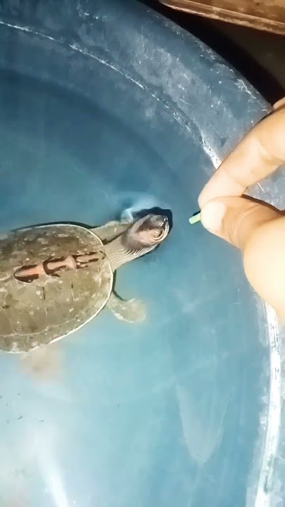 Turtle eat food#short#video #youtube🙏
