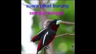 suara pikat burung sempur sungai