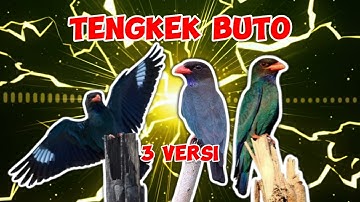 Masteran Tengkek Buto Jernih Jeda Mudah Ditiru 3 Versi Suara