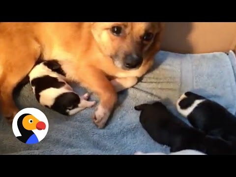 The Dodo Videos Dog Cat Siblings Play The Dodo Videos Dog Cat Siblings Play