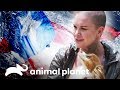 Rescate de perros en Puerto Rico después del huracán María | Amanda al rescate | Animal Planet