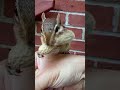 Looooongest peanut ever for singer chipmunk 