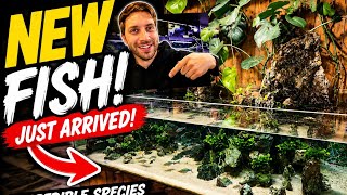 NEW Tropical Fish Have Arrived! 😍 Rare Species, Fresh Stock & Aquarium Store Tour Vol 11