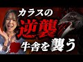 【逆襲】牛の毛をむしる?!牛舎に侵入したカラスを駆除へせよ!