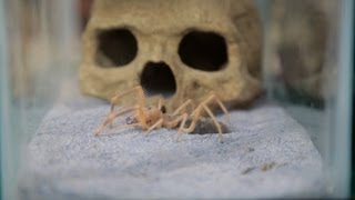 How to Take Care of a Pet Scorpion | Pet Tarantulas screenshot 1