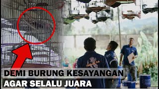 RAHASIA AGAR BURUNG MURAI BATU SELALU JUARA DAN STABIL DILAPANGAN SAYA BUATKAN INI screenshot 5