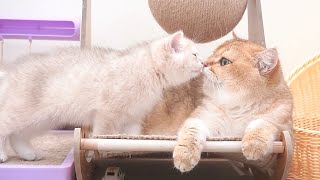 Dad cat and kittens are always together and show sweet affection for each other.