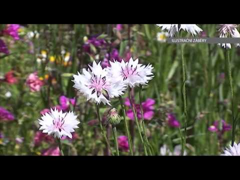 Video: Jsou balonkové květiny trvalky?