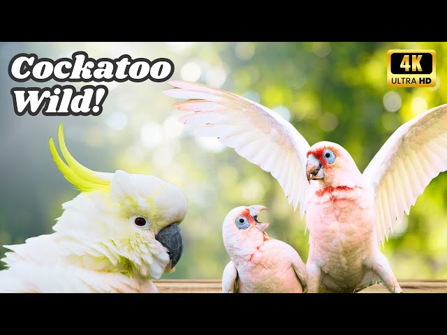 Mind-Blowing Cockatoo Madness 2024. Did you know about...Corellas? class=