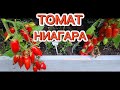 ТОМАТ НИАГАРА. ОГРОМНЫЙ УРОЖАЙ. ОБЗОР КУСТА И ПОМИДОР 🍅.