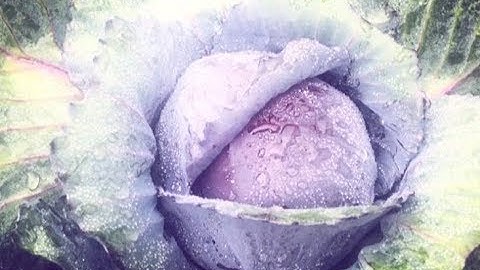 #cabbage #growingtips common problems #southerncaliforniagardening #gardeningtips #gardeningideas