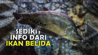 Sedikit info dari ikan belida