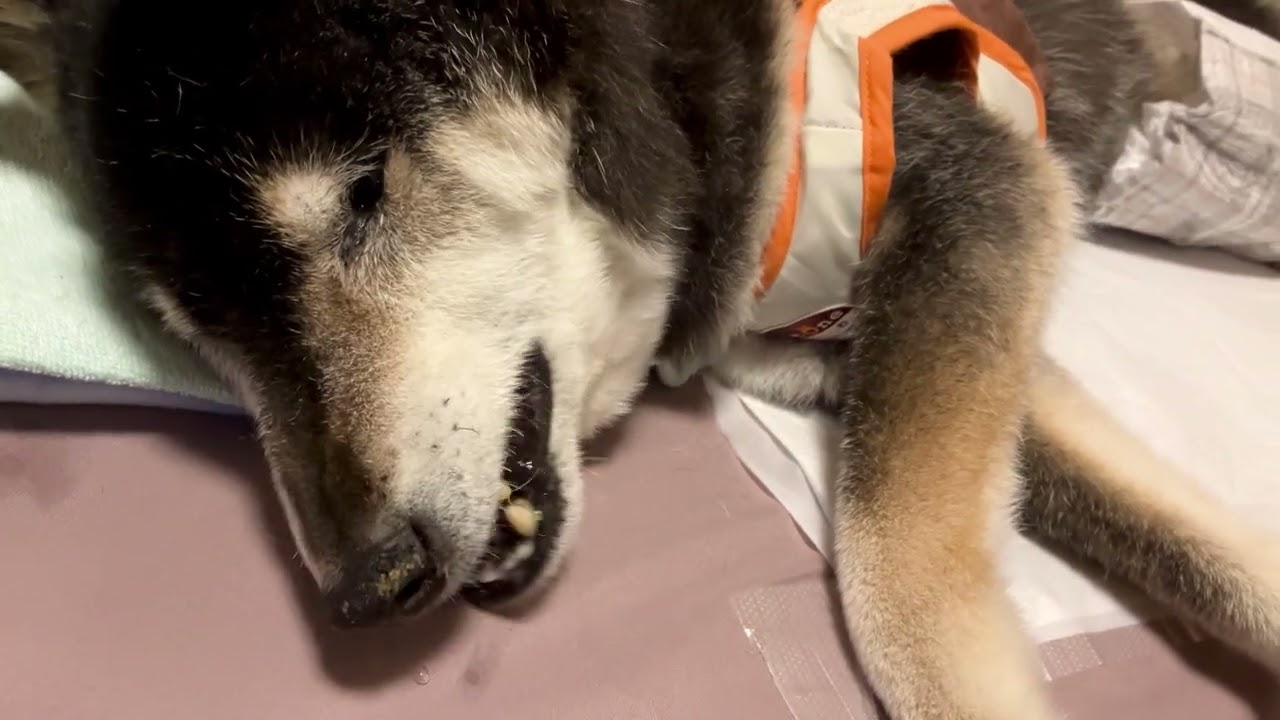 黒柴レン　￼ほっぺと歯ぐきの間にオヤツが挟まって、なんとか取ろうと必死なレンくん😹