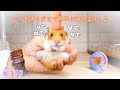 ハムスターの懐かせ方..♪１つの大切なこと..!!【※懐きすぎ注意】