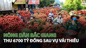Nông Dân Bắc Giang thu 6700 tỷ đồng sau vụ Vải Thiều| VTC14