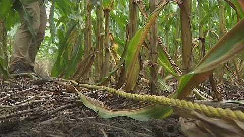 Pro Farmer Crop Tour calculates harvest potential