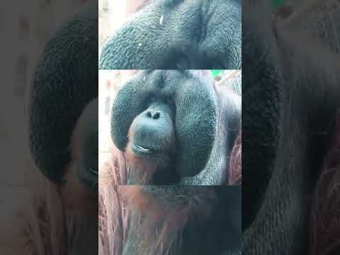إنسان الغاب Orangutan