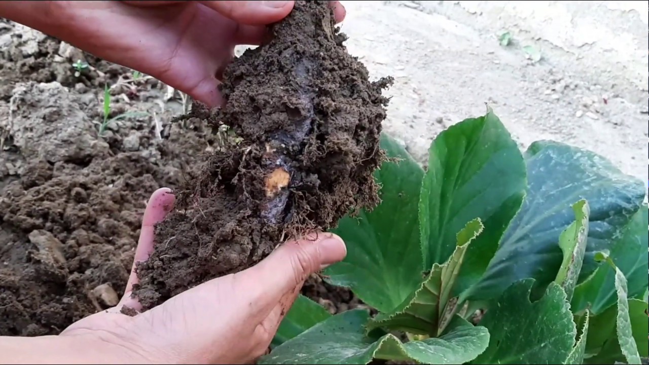 ORTANCA ÇİÇEĞİ KÖK AYIRIMI.KIŞ ORTANCASI, KILASİK ORTANCA ÇİÇEĞİ