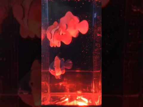 vibe sound aqua mini aquarium led speaker