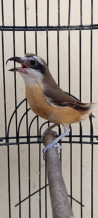 pentet macan,pentet monyet  masteran kesukaan pemain murai #pentetmacan