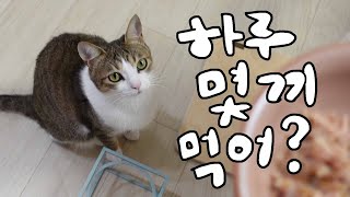 고양이 하루에 몇 끼 먹는 게 좋을까?