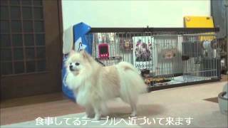 ポメラニアン ハロの食事風景 Youtube ポメラニアン ハロの食事風景 Youtube