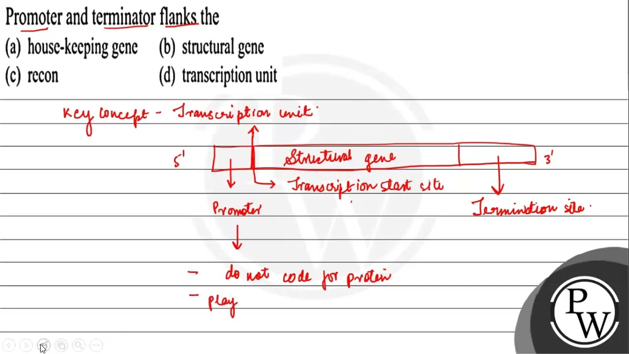 Promoter and terminator flanks the
(a) house-keeping gene
(b) structural gene
(c) recon
(d) tran...