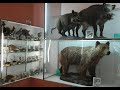 Museo naturalistico di Corleto Monforte - intervista al sindaco