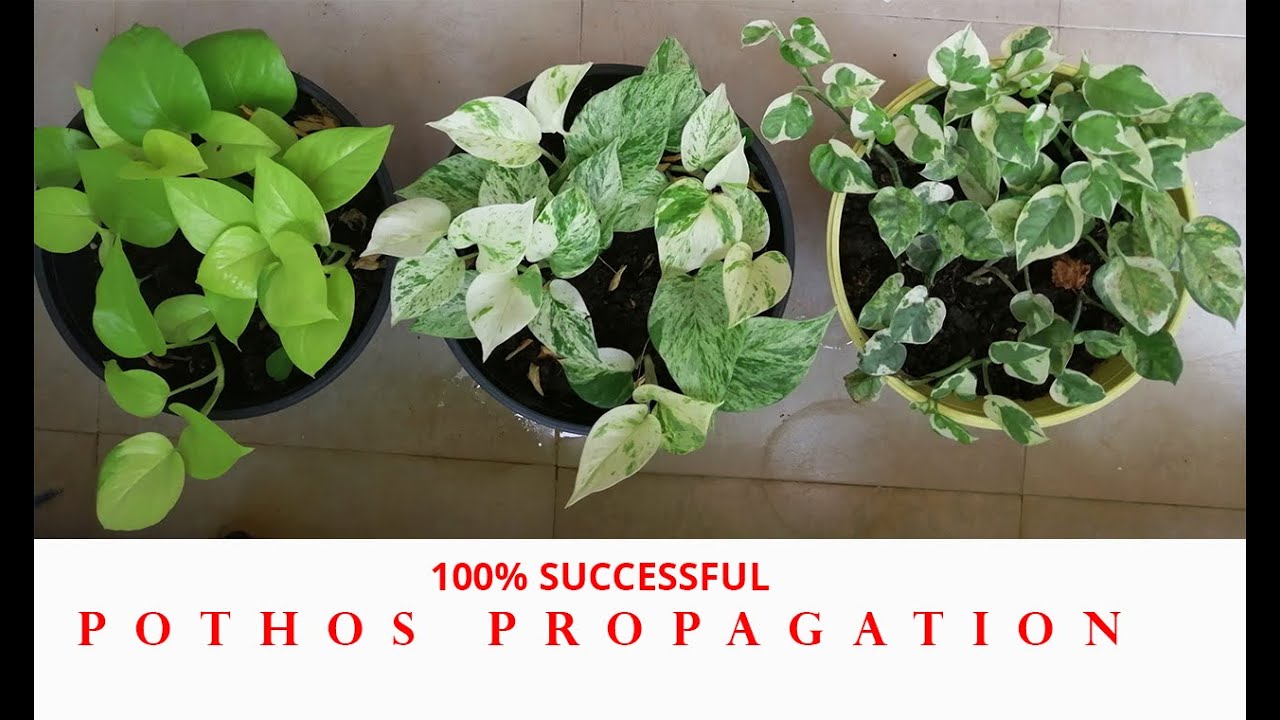 Pothos propagation in easy and simple way || Marble queen, Neon Pothos