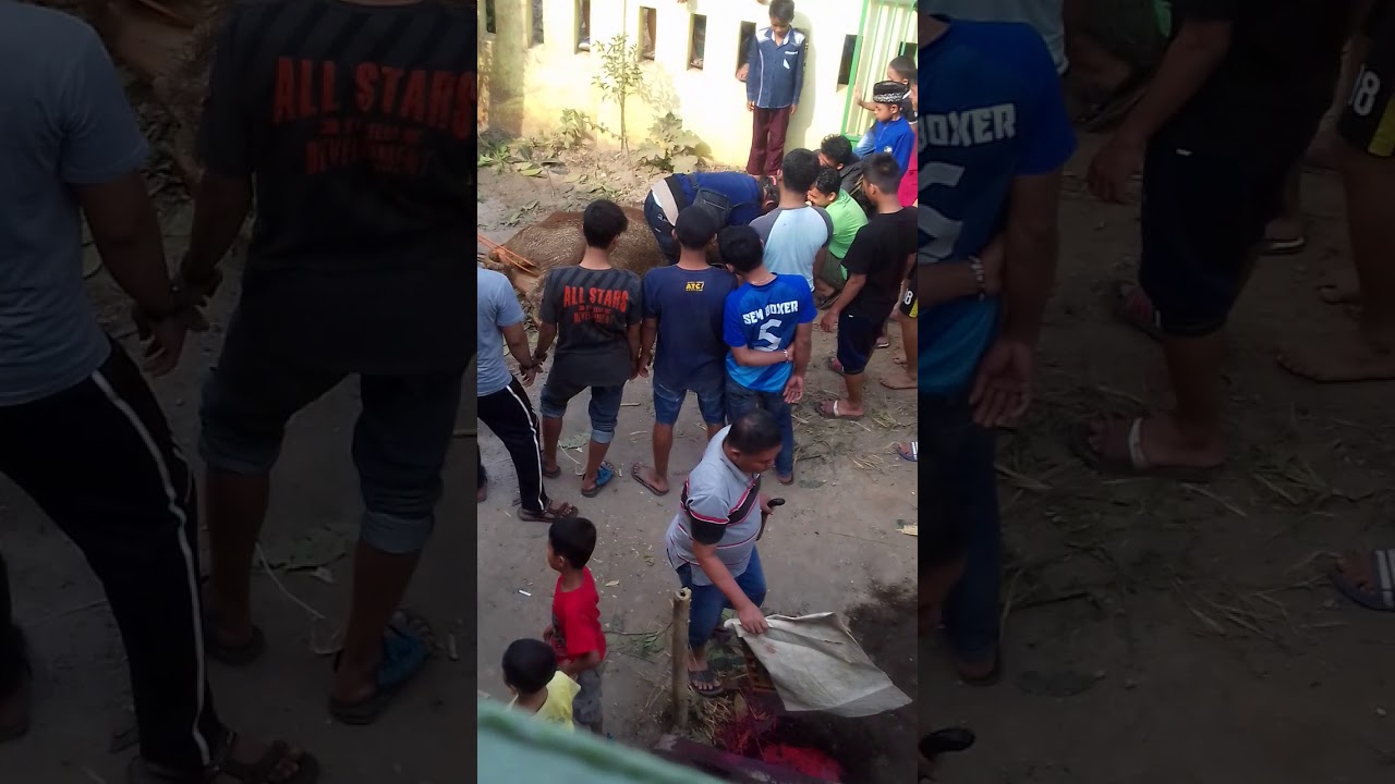 Cara merobohkan sapi terbaik ala garut 