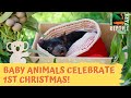 Adorable Baby Animals Celebrate Christmas at the Zoo | Australian Reptile Park