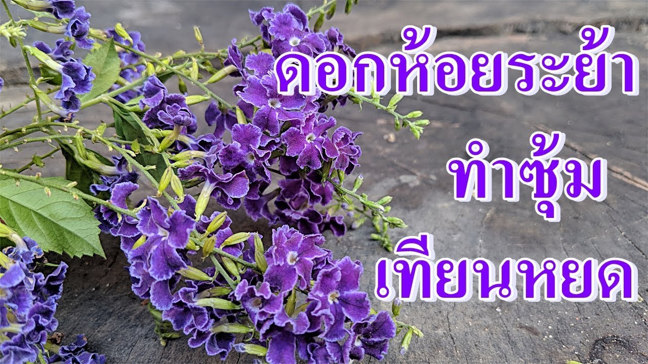 เพาะเมล็ดเทียนหยด | เด็ดลูกที่ต้นมาเพาะต้นกล้า ขยายพันธุ์ได้หลายอีกลายต้น