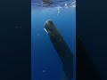 Sperm Whale - One Earth - USQC