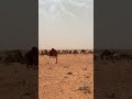 يا جاهلنا انا سيد الهيبة و راجلها الابل عطايا الله عشاق البداوة بنقردان الحدود الليبي