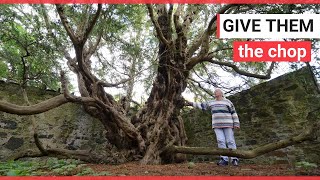 Britains oldest tree could die because of tourists | SWNS TV