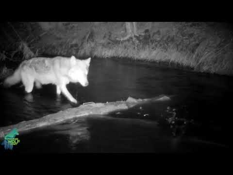 Camera Traps Record Wolves Fishing In Minnesota