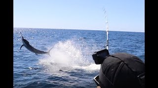 Simrad Marlin Madness