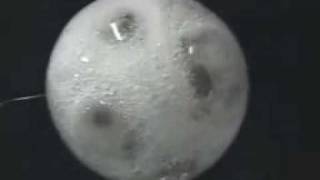 Alka-Seltzer added to spherical water drop in microgravity