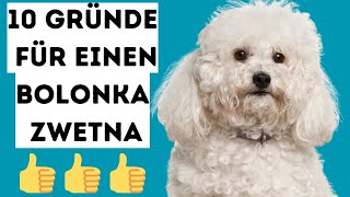 Top 10 Gründe, warum Du einen Bolonka Zwetna haben solltest by Hundefantastisch 6,248 views 9 months ago 7 minutes, 21 seconds