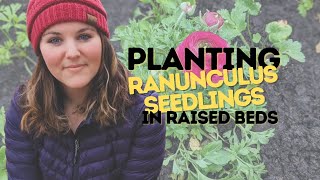 Growing Ranunculus in Raised Beds | Planting Ranunculus Seedlings | Maple Leaf Barn