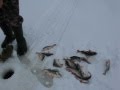 Рыбалка на Рыбинском море. Зима 2013